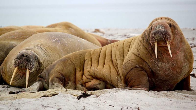 2026年天天免费资料百度官方动漫资源主视觉「我的初恋是亲妹妹」